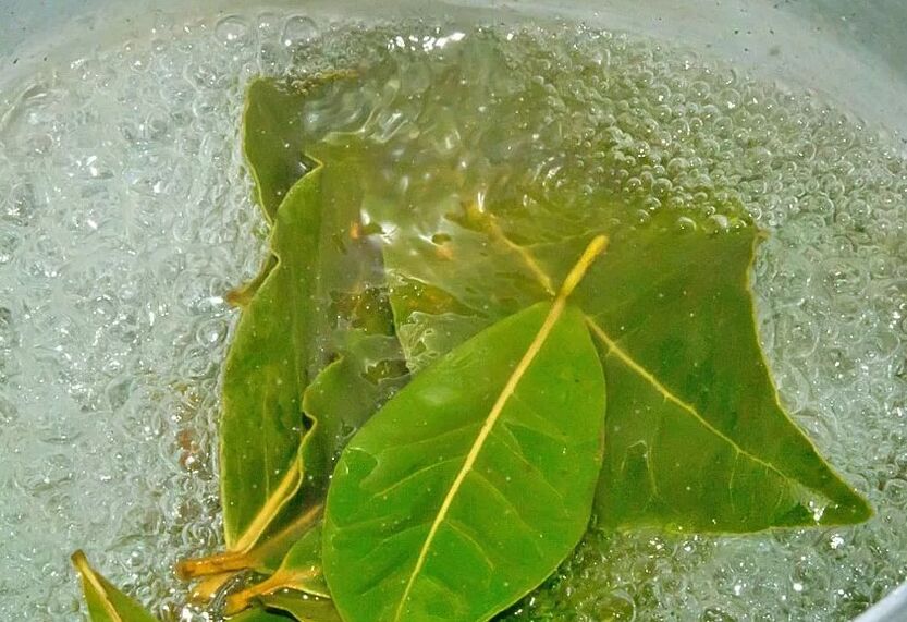 A decoction of bay leaf